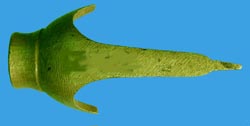 Original ramrod forend